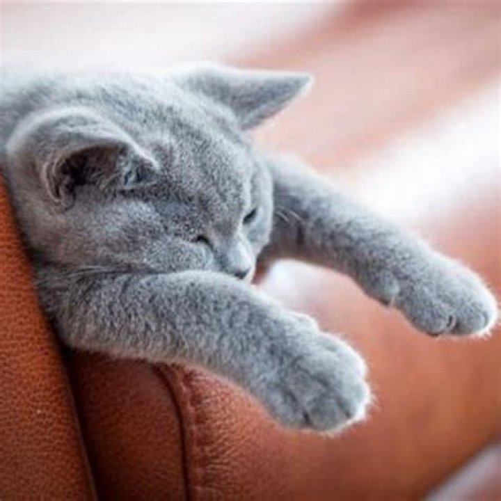 Are cats attracted to leather furniture?