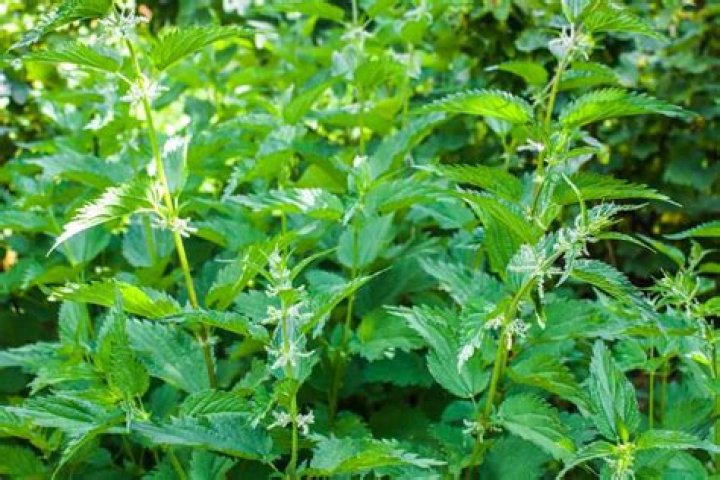 Are painted nettles poisonous?