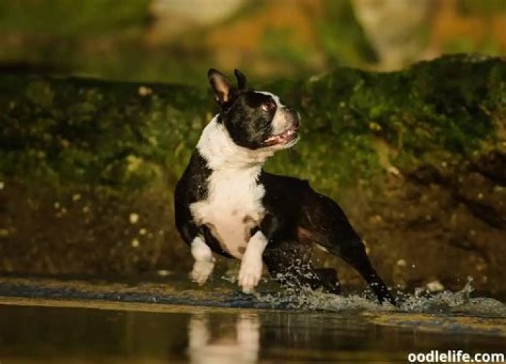 Are red Boston terriers bad?