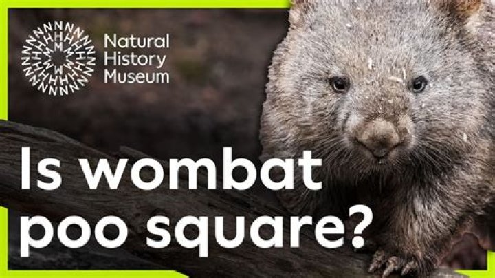 Are wombats Buttholes square?