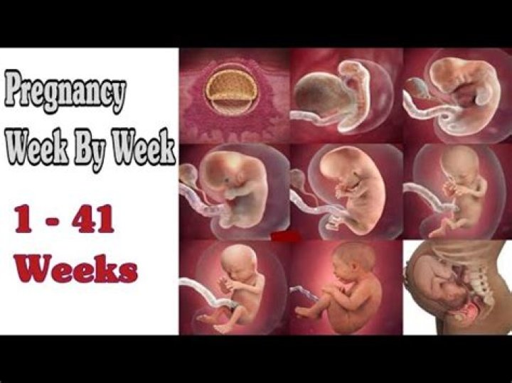 Can a baby be born at 14 weeks?