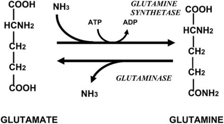Can glutamine be given IV?