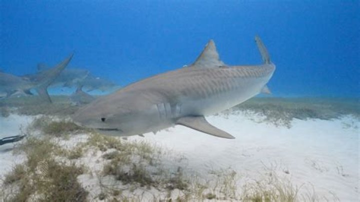 Can you fish for tiger sharks?