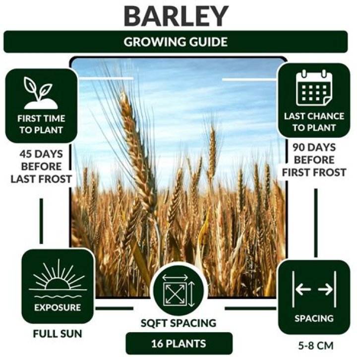 Can you grow barley in Queensland?