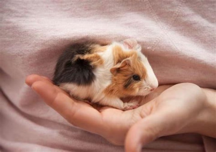 Can you hand feed a baby guinea pig?