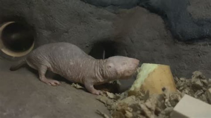 Do naked mole-rats live in groups?