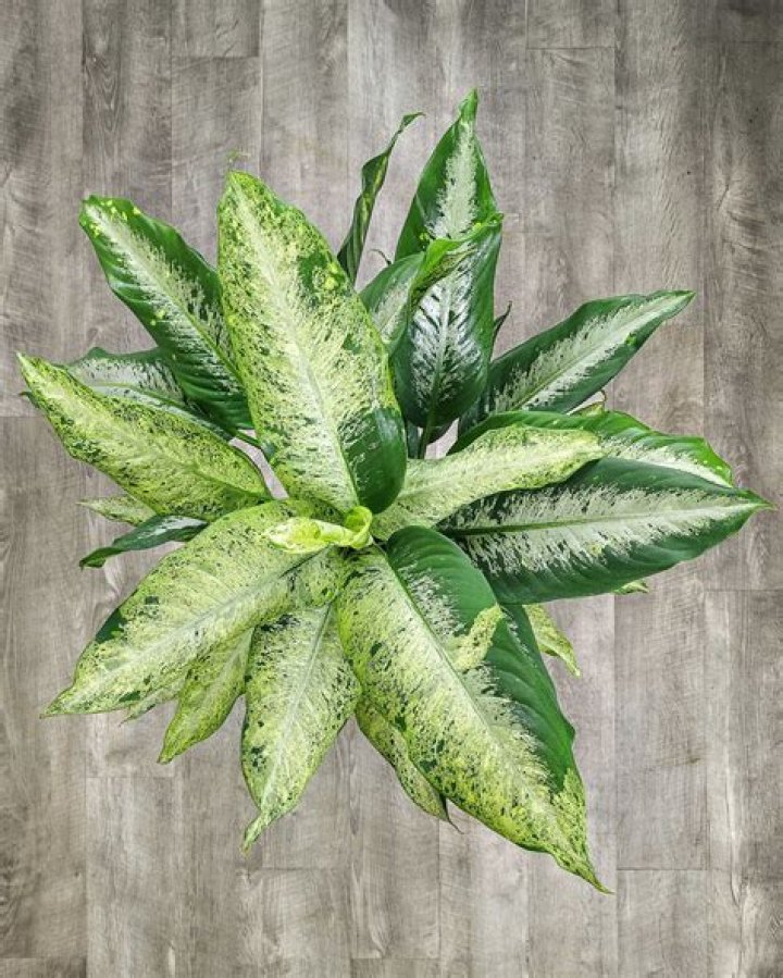 Does dieffenbachia like sun or shade?