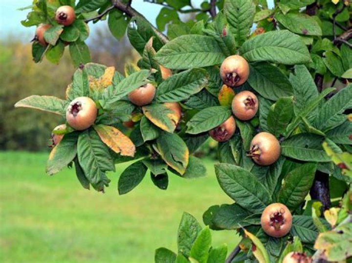 How big does a medlar tree grow?