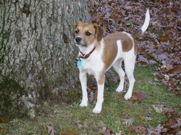 How big will a Boston terrier beagle mix get?