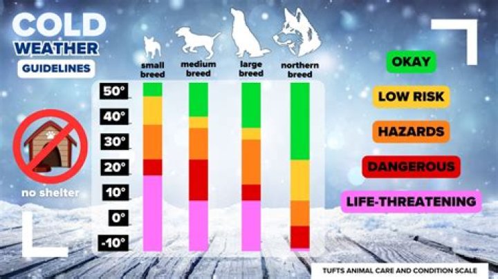 How cold is too cold for dogs in a dog house?