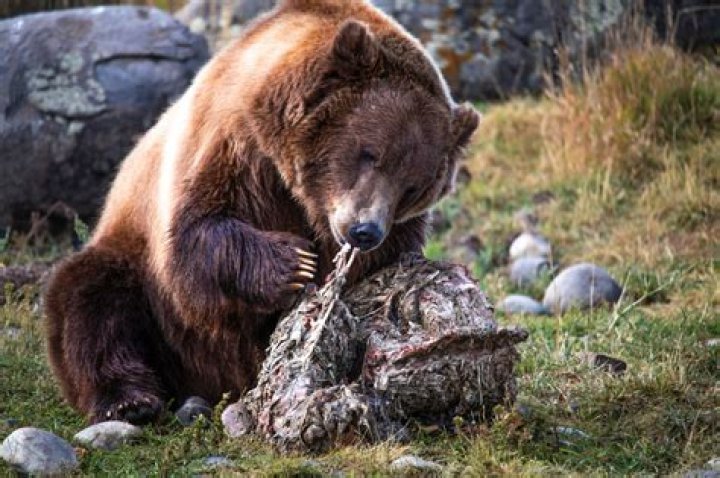 How do I contact grizzly?