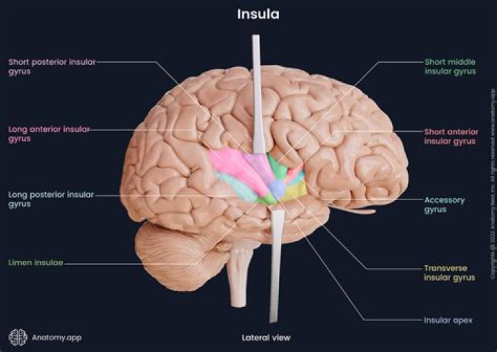 How do I disable FOW in Insula Fonte?