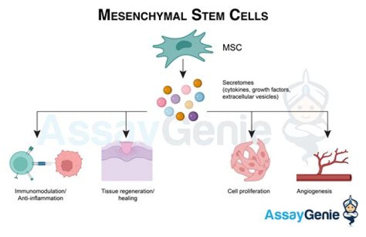 How do mesenchymal cells migrate?
