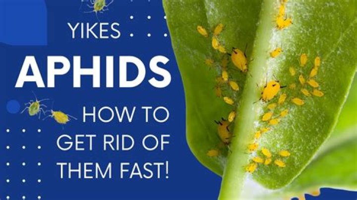 How do you get rid of white aphids?