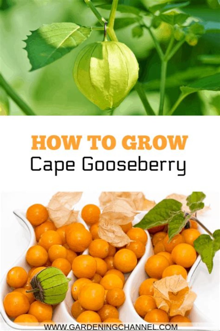How do you grow cape gooseberries from seed?