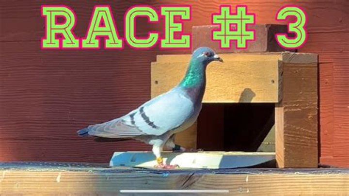 How do you house a homing pigeon?