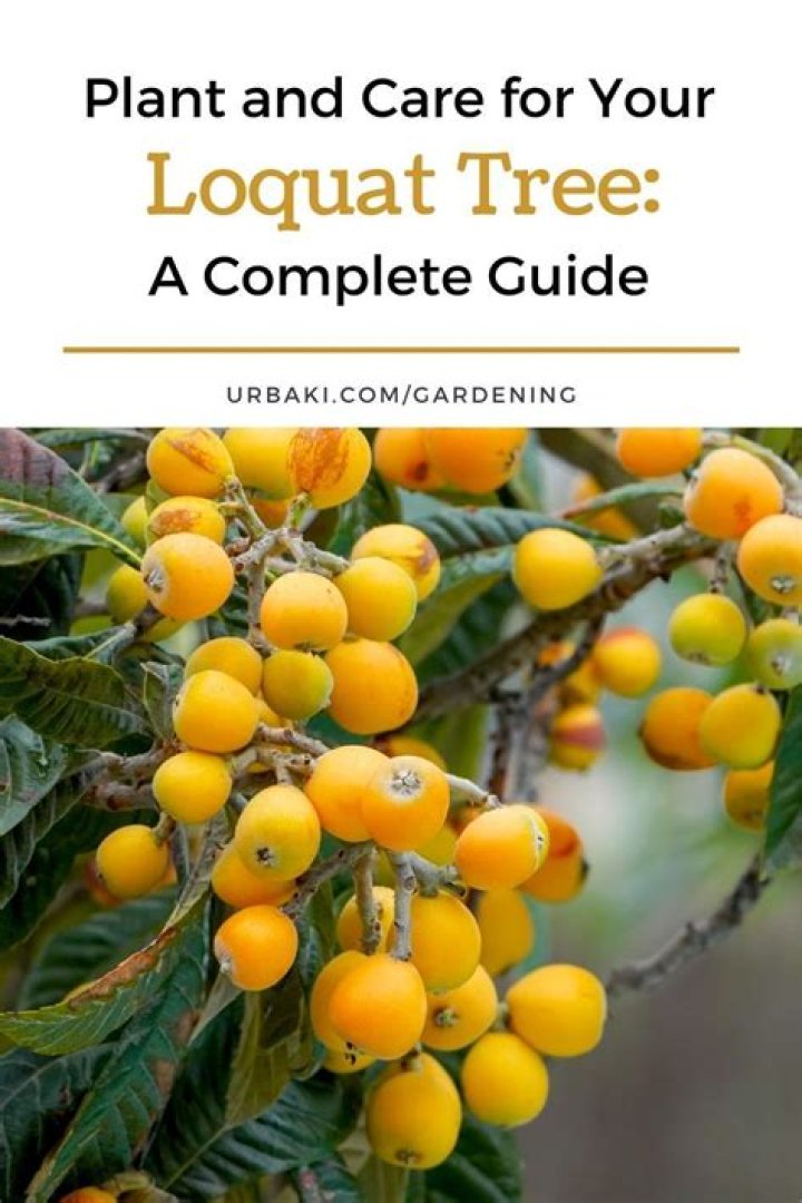 How do you take care of a loquat tree?
