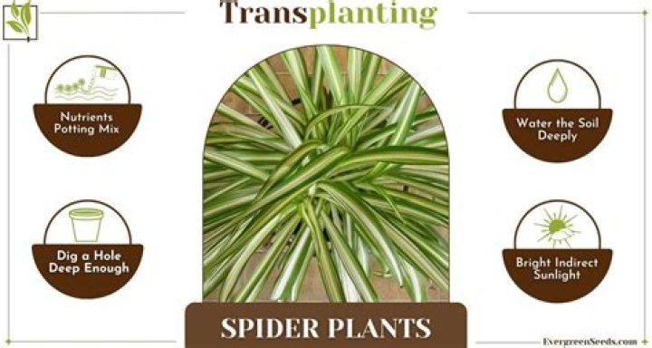 How do you transplant a paddy?