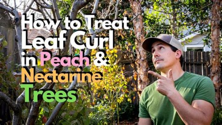 How do you treat nectarine leaf curl?