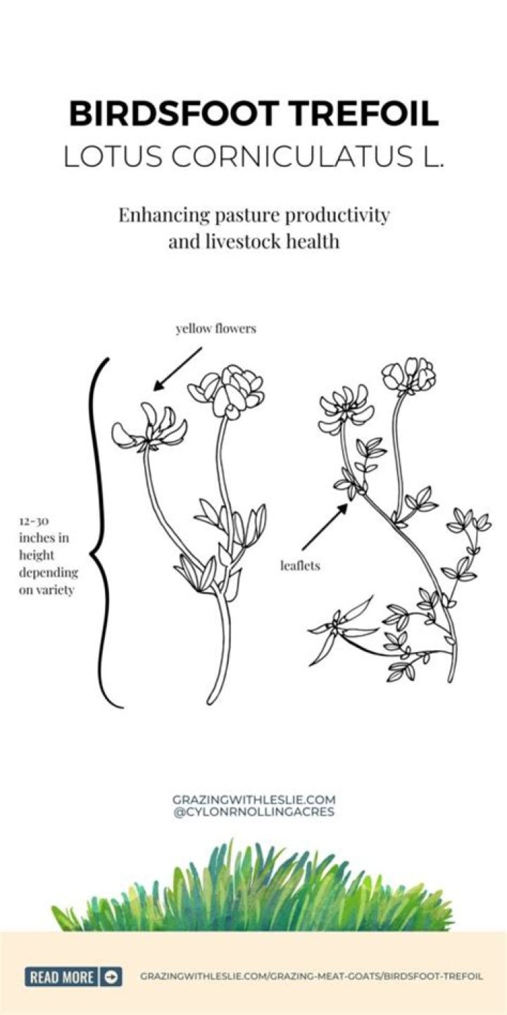 How long does birdsfoot trefoil last?