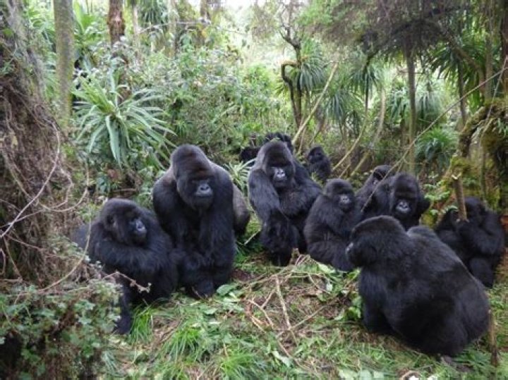 How many gorilla live in a group?