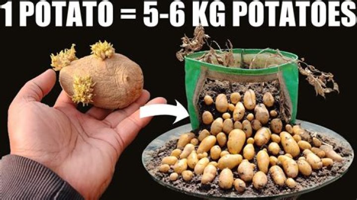 How many potatoes will feed 6 people?