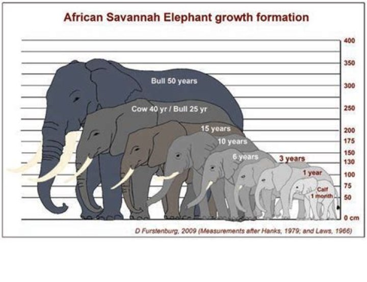 How much does a full grown African elephant weigh?