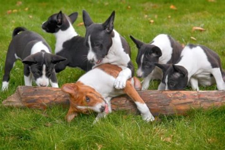 How much does a puppy basenji cost?