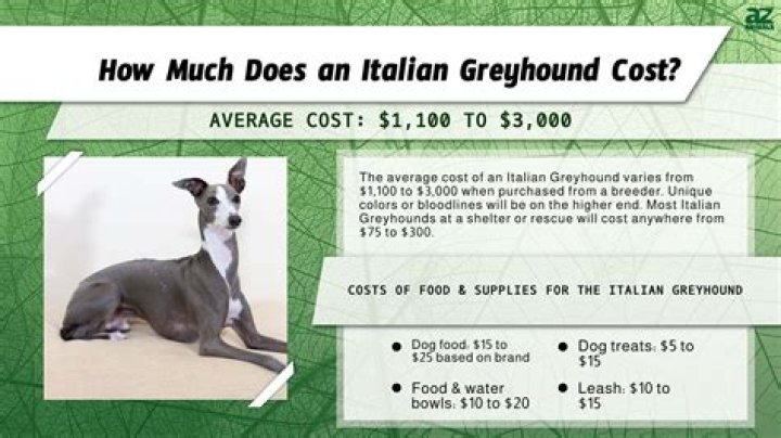 How much does a rescued greyhound cost?