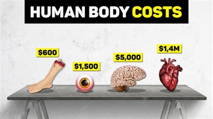 How much does human bean pay an hour?