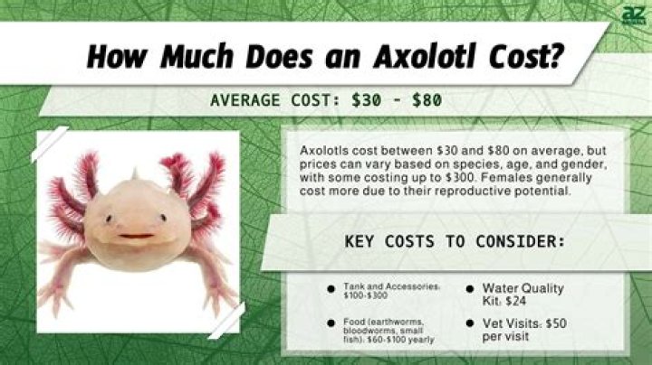 How much does it cost to buy a Shetland pony?