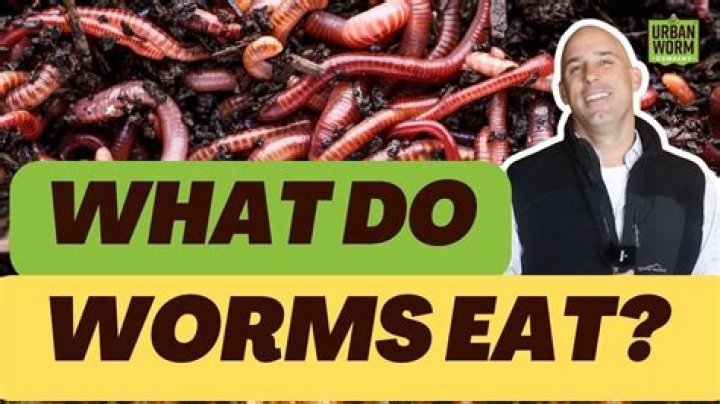 How much food can worms produce in a day?