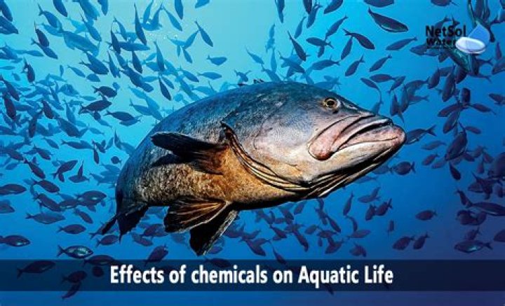 Is benzene toxic to aquatic life?