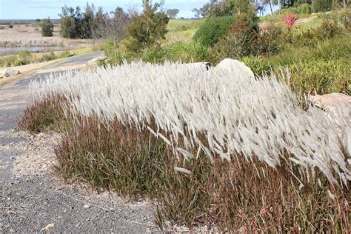 Is Imperata cylindrica invasive?