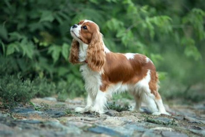 Is it better to get a male or female King Charles Cavalier?