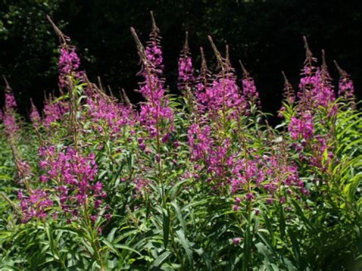 Is rose bay willow herb poisonous?