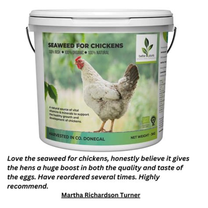 Is seaweed good for chickens?