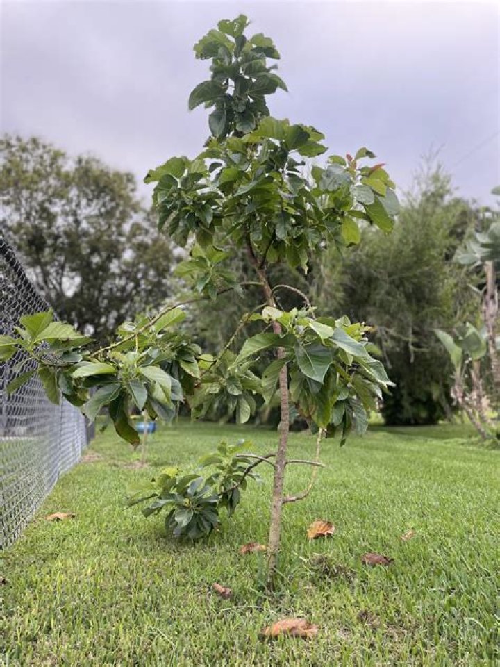 Should I cut dead leaves off avocado plant?