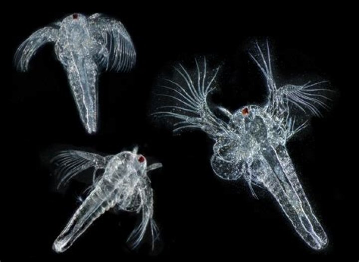 What animal eats plankton?