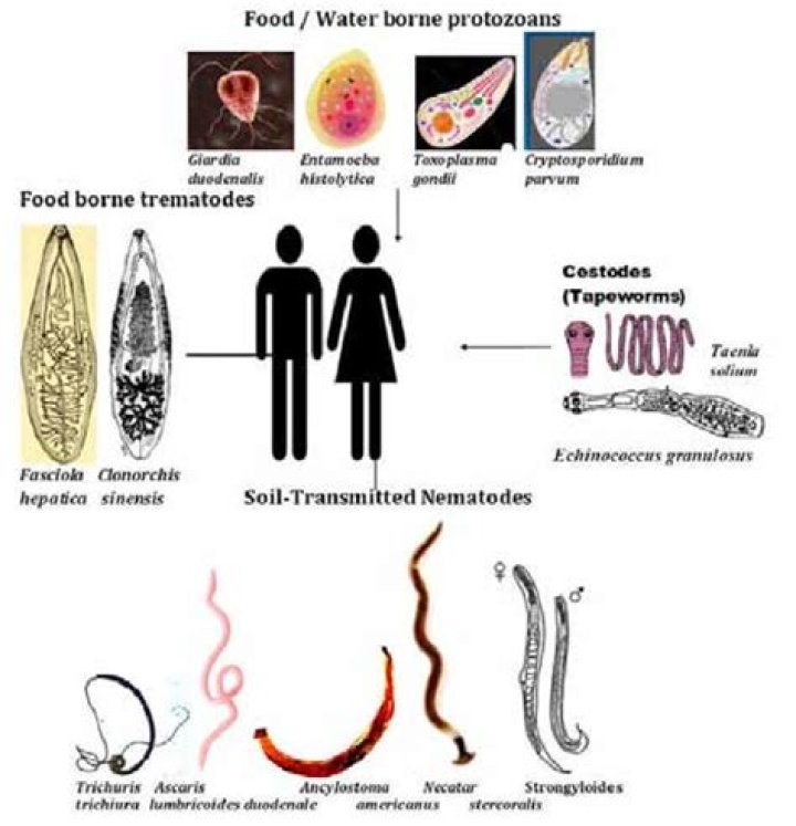 What are Cestodes trematodes and Nematodes?
