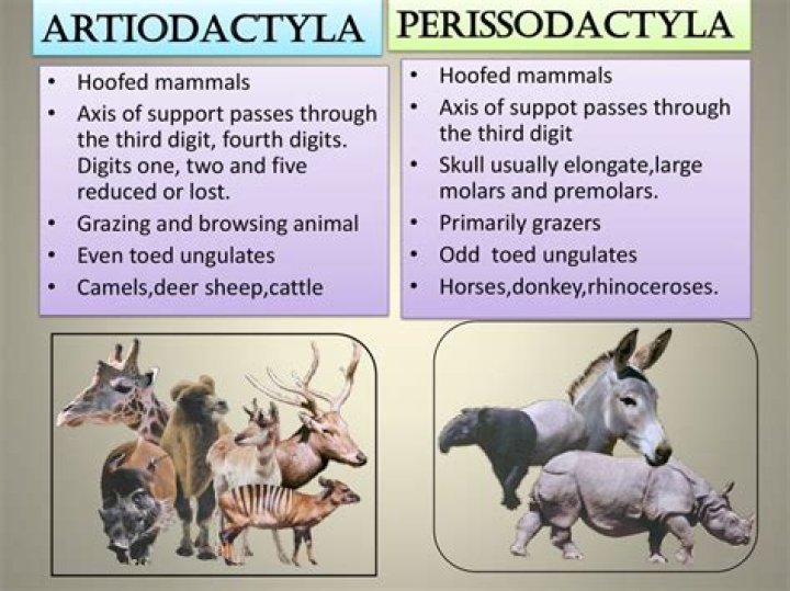 What are characteristics of Artiodactyla?