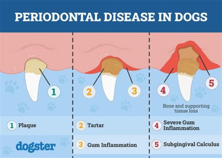 What are good periodontal numbers?