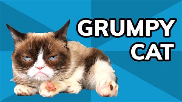 What are some of the best books about Grumpy Cat?