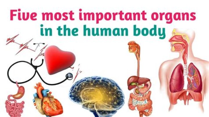 What are the 10 most important body systems?