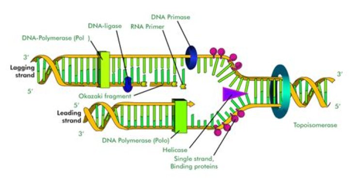 What are the 3 possible mechanisms for DNA replication?