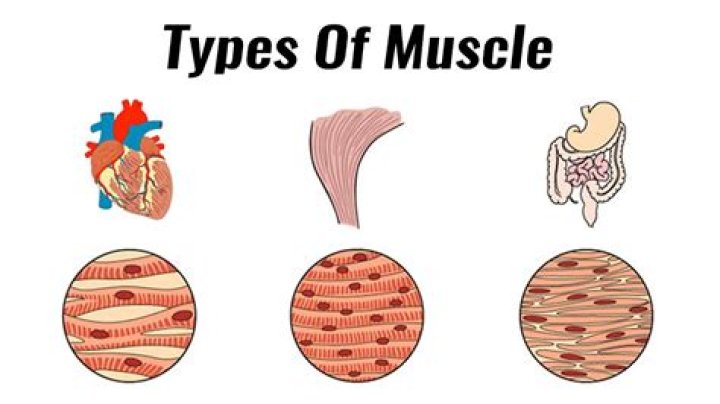 What are the 3 types of muscle GCSE PE?