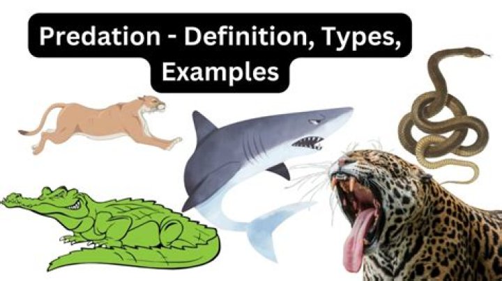 What are the 3 types of predation?