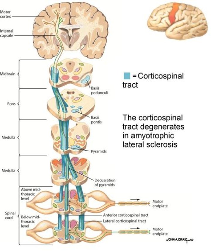 What are the Corticobulbar and corticospinal tracts?