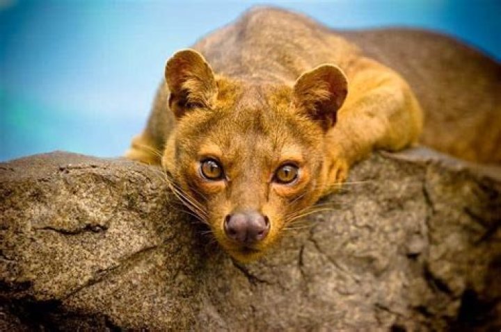 What are the fossa on Madagascar?