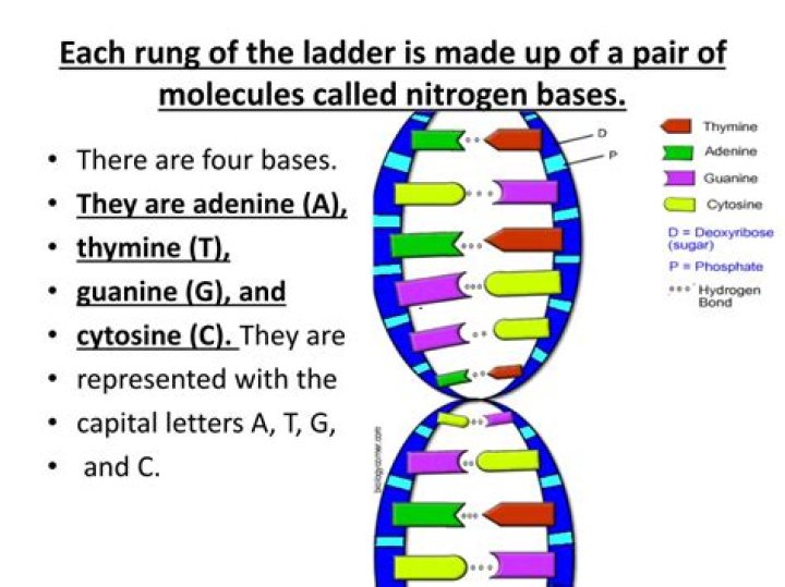 What are the rungs of the DNA ladder made of?